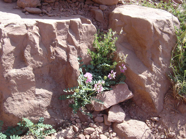 سولی دره